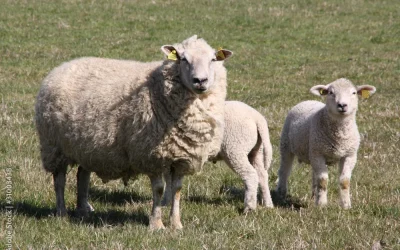 Warum Schafe mit Respekt behandelt werden sollten…