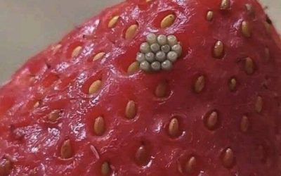 Weiße „Würmer“ in Erdbeeren? Was passiert, wenn man Beeren in Salzwasser einweicht (und ob sie noch sicher sind)