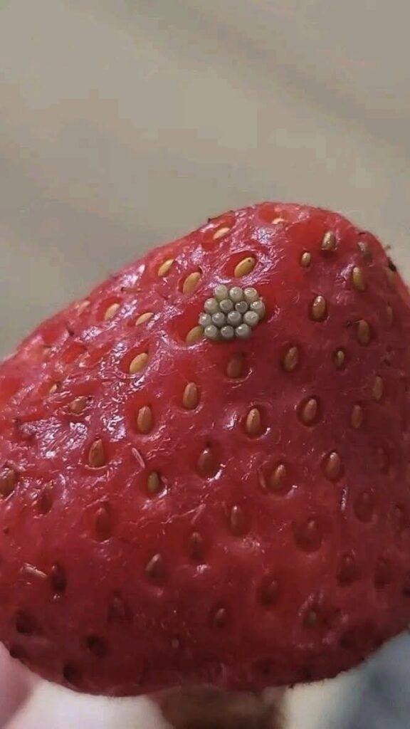 Weiße „Würmer“ in Erdbeeren? Was passiert, wenn man Beeren in Salzwasser einweicht (und ob sie noch sicher sind)