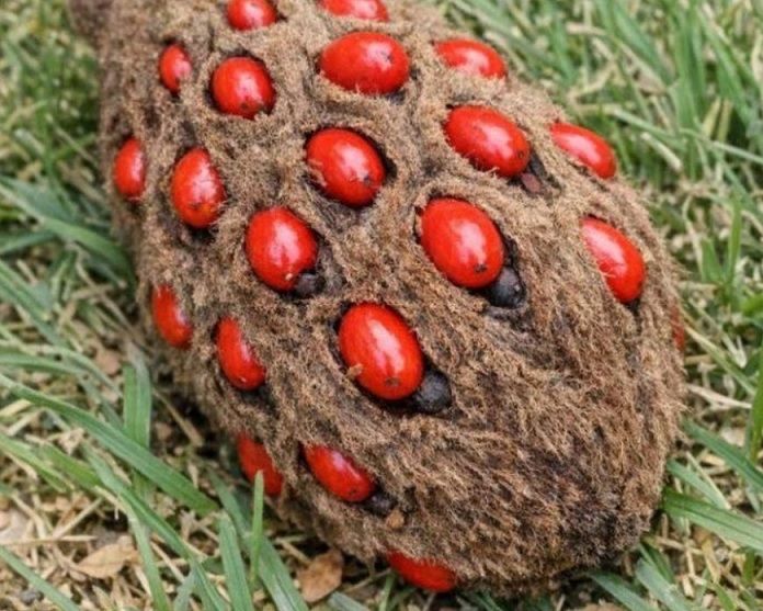 Dieser seltsame Fund unter dem Baum sorgt bei vielen für Verwirrung