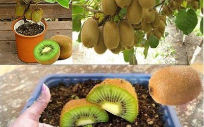 Kiwi: wie man den Kiwibaum pflanzt, züchtet und erntet
