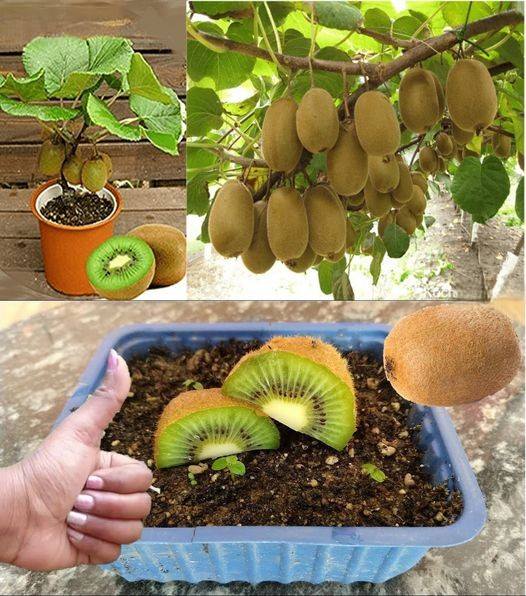 Kiwi: wie man den Kiwibaum pflanzt, züchtet und erntet