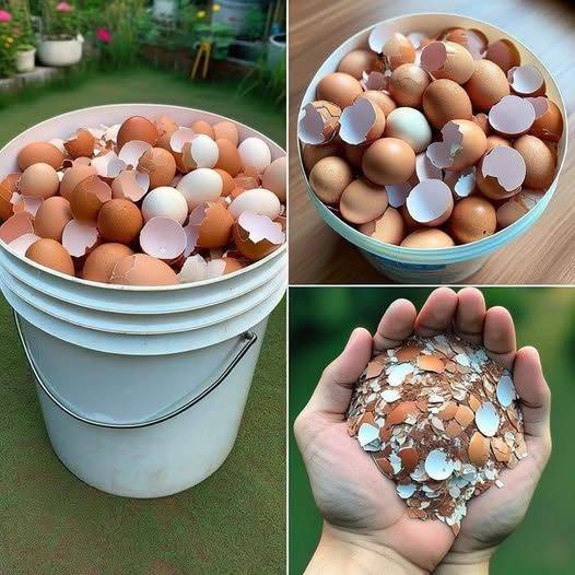 Eierschale: ein unerwarteter Helfer im Garten