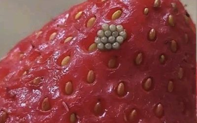 Weiße „Würmer“ in Erdbeeren? Was passiert, wenn man Beeren in Salzwasser einweicht (und ob sie noch sicher sind)