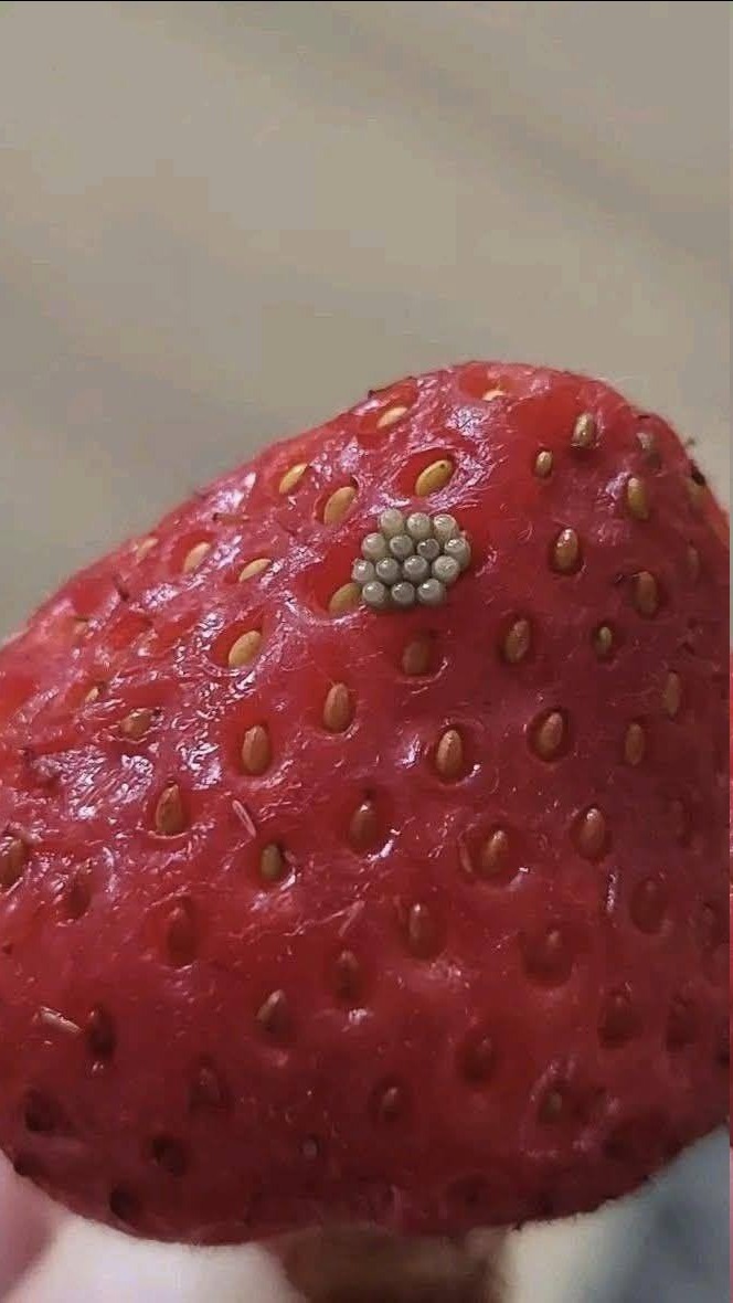 Weiße „Würmer“ in Erdbeeren? Was passiert, wenn man Beeren in Salzwasser einweicht (und ob sie noch sicher sind)