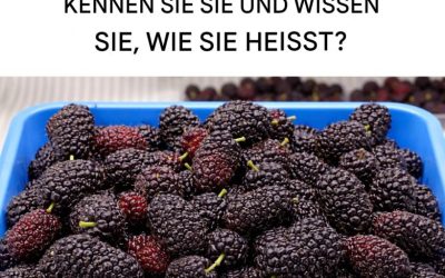 Schwarze Maulbeere: Reguliert den Blutdruck, verbessert das Sehvermögen, beugt Krebs vor und lindert Kopfschmerzen.