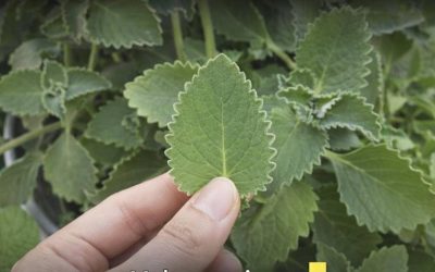 Wissenschaftlicher Blick auf die Rolle von Oregano für die Gesundheit