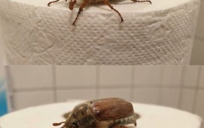 Was ist das für ein Käfer? (Und was ist zu tun, wenn man einen sieht?)