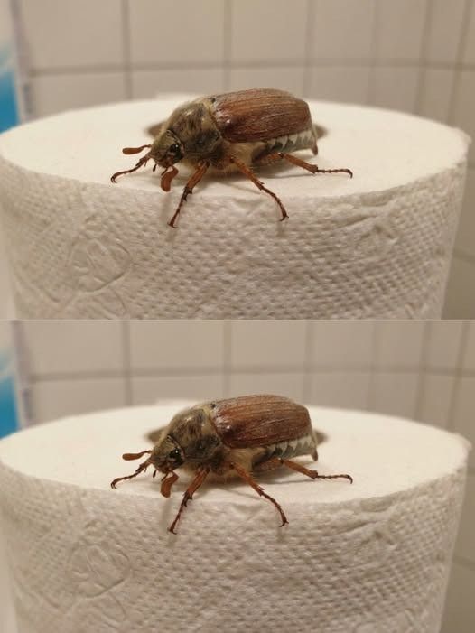 Was ist das für ein Käfer? (Und was ist zu tun, wenn man einen sieht?)