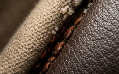 Ich habe das in einem Riss in meinem Sofa entdeckt… bitte sagt mir nicht, dass es Bettwanzen sind.