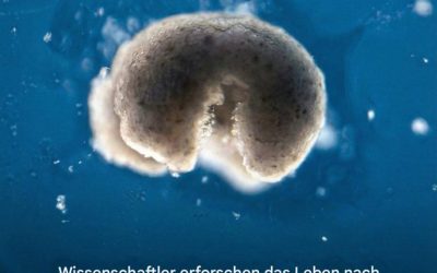Wissenschaftler erforschen das Leben nach dem Tod – und es wird immer seltsamer.