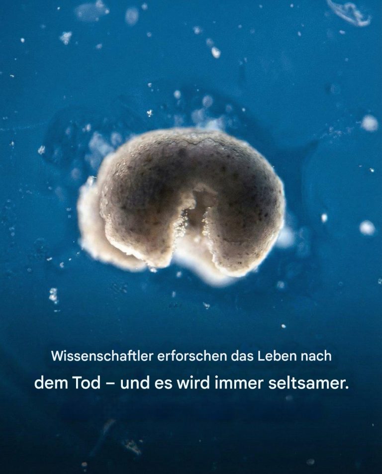 Wissenschaftler erforschen das Leben nach dem Tod – und es wird immer seltsamer.