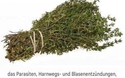 Das wirksamste Kraut zur Bekämpfung von Parasiten und zur Förderung der Harnwegsgesundheit: Die Kraft des Oreganoöls