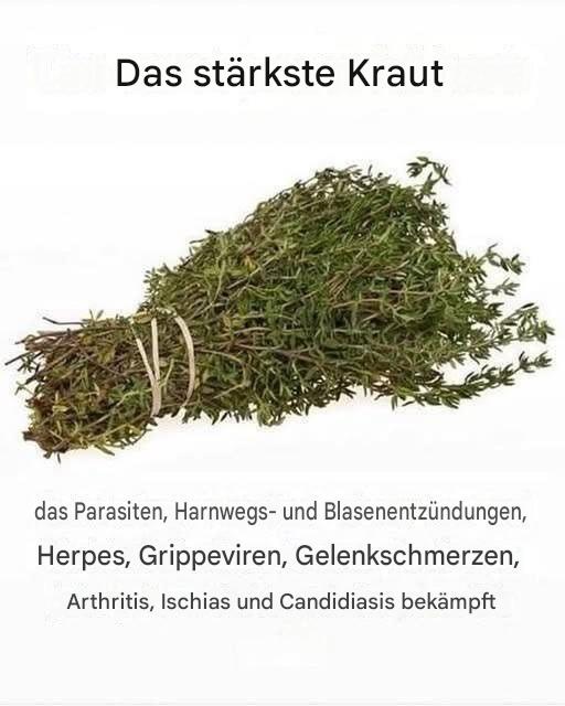 Das wirksamste Kraut zur Bekämpfung von Parasiten und zur Förderung der Harnwegsgesundheit: Die Kraft des Oreganoöls