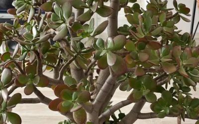 Viele Menschen ziehen den „Geldbaum“ zu Hause. Doch hier ist, was nur wenige über diese Pflanze wissen.