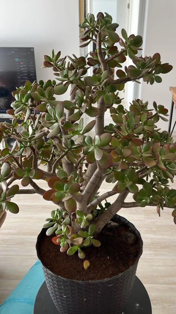 Viele Menschen ziehen den „Geldbaum“ zu Hause. Doch hier ist, was nur wenige über diese Pflanze wissen.