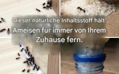 Ameisenfallen: Wie man sie ohne Pestizide für immer loswird