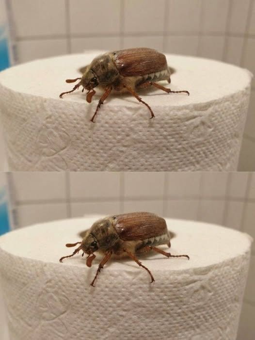 Was ist das für ein Käfer? (Und was ist zu tun, wenn man einen sieht?)v