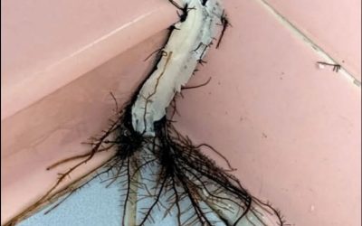 Diese ungewöhnliche Entdeckung im Badezimmer ließ uns genauer hinschauen