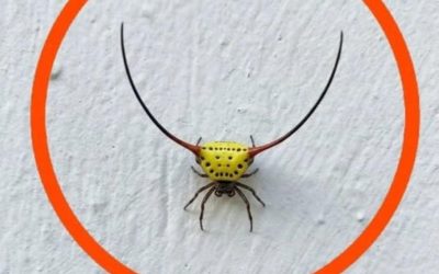 Gestern Abend ging ich in die Garage, schaltete das Licht an und sah das an der Wand. Ich bin zwar erwachsen, aber ehrlich gesagt hat es mich total erschreckt. Später, als die Angst nachließ, sah ich es mir genauer an und versuchte herauszufinden, was es war, aber ich konnte es nicht. Weiß jemand, was es ist? Die Antwort steht im ersten Kommentar.