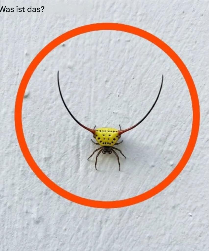 Gestern Abend ging ich in die Garage, schaltete das Licht an und sah das an der Wand. Ich bin zwar erwachsen, aber ehrlich gesagt hat es mich total erschreckt. Später, als die Angst nachließ, sah ich es mir genauer an und versuchte herauszufinden, was es war, aber ich konnte es nicht. Weiß jemand, was es ist? Die Antwort steht im ersten Kommentar.