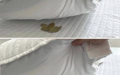 Lorbeerblätter unters Kopfkissen legen: Ein einfacher Trick mit erstaunlichen Vorteilen