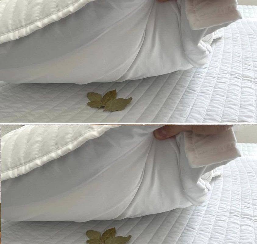 Lorbeerblätter unters Kopfkissen legen: Ein einfacher Trick mit erstaunlichen Vorteilen