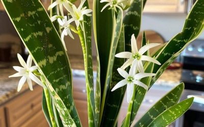 Wenden Sie diese Tricks an, um eine Sansevieria zum Blühen zu bringen und das ganze Haus zu parfümieren