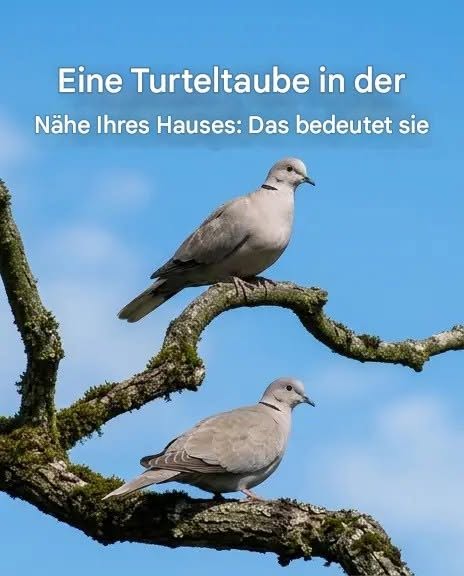 Ringeltaube in der Nähe Ihres Hauses: Spirituelle Bedeutung und Gründe für ihre Anwesenheit