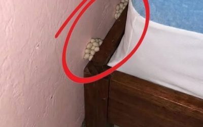 Als ich nach Hause kam, fiel mir etwas Ungewöhnliches neben meinem Bett auf Nach einem langen Arbeitstag freute ich mich nur noch auf etwas Ruhe. Doch als ich mein Schlafzimmer betrat, fiel mir neben dem Bett etwas Ungewöhnliches auf. Zunächst konnte ich nicht erkennen, worum es sich handelte, doch je genauer ich hinsah, desto mehr Fragen kamen mir in den Sinn. Aus einer kleinen Beobachtung wurde schnell eine spannende Suche nach Antworten. Was ich schließlich herausfand, zeigte mir, wie wichtig es ist, auch auf unscheinbare Details in den eigenen vier Wänden zu achten. Die ganze Geschichte und die überraschende Erklärung erfahrt ihr hier.