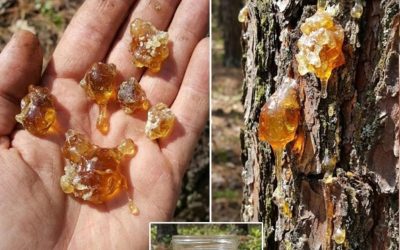 Natürliches Baumharz: Wichtigste Vorteile und traditionelle Anwendungen