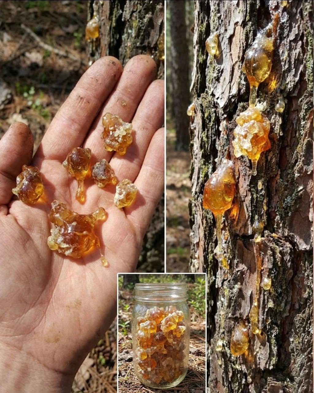 Natürliches Baumharz: Wichtigste Vorteile und traditionelle Anwendungen