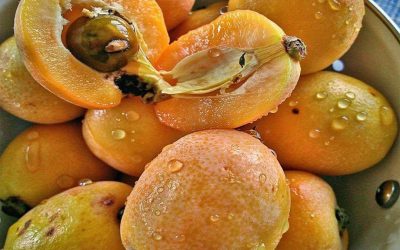 🍈 Die Mispel: die vergessene Frucht, die alle wieder erobert 😱