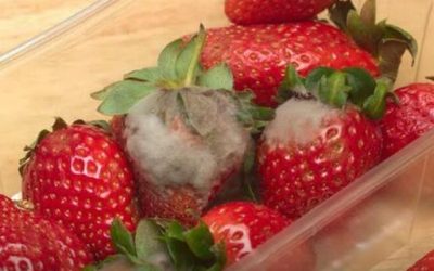 So bleiben Erdbeeren viel länger frisch: Diesen Tipp sollten Sie kennen!