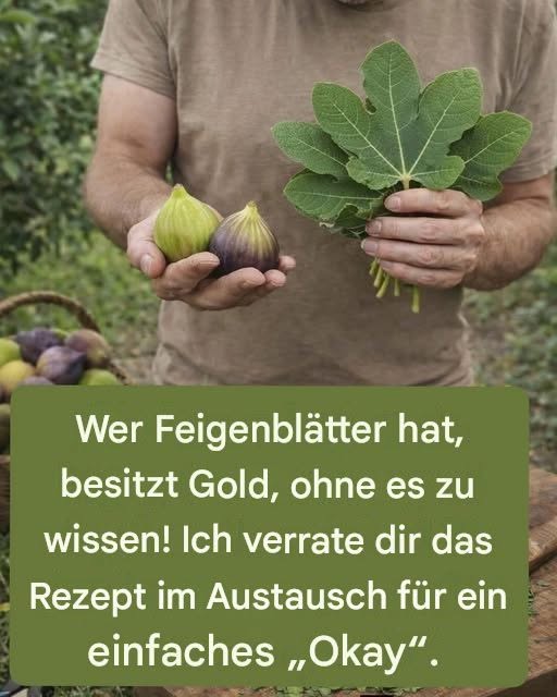 Feigenblätter: Die traditionelle Verwendung, die die moderne Wissenschaft mit zunehmendem Interesse analysiert