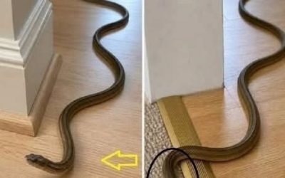 In Deutschland breiten sich vermehrt schwarze Schlangen aus Immer häufiger berichten Menschen in Deutschland von Begegnungen mit schwarzen Schlangen in Gärten, Parks oder an Waldrändern. Solche Sichtungen sorgen oft für Überraschung und manchmal auch für Angst, denn viele vermuten sofort ein gefährliches oder sogar giftiges Tier. Doch in den meisten Fällen steckt hinter diesen Beobachtungen eine völlig harmlose heimische Art.