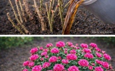 Nur einmal im Frühling düngen – und Ihre Rosen werden blühen! Ich gebe Ihnen das Rezept im Austausch für eine einfache Vereinbarung.