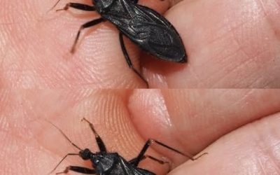 Experten raten zur Vorsicht Mit den warmen Sommertagen verbringen viele Menschen wieder mehr Zeit im Garten, auf der Terrasse oder in der Natur. Doch neben Sonne und angenehmen Temperaturen treten in dieser Jahreszeit auch verschiedene Insekten häufiger auf. Experten empfehlen deshalb, aufmerksam zu bleiben und einfache Vorsichtsmaßnahmen zu beachten. Besonders bestimmte Wanzenarten stehen immer wieder im Fokus, da sie in einigen Regionen gesundheitliche Risiken mit sich bringen können.