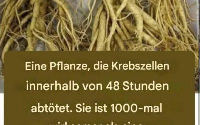 Diese Wurzel zerstört 98 % der Magen-, Darm-, Bauchspeicheldrüsen- und anderer Krebsarten