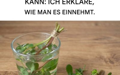 Die wunderbaren Eigenschaften von Portulak, wie man ihn erntet und wo man ihn findet