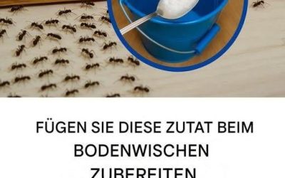 Ameisen im Haus? Versuchen Sie, Ihre Böden so zu reinigen.