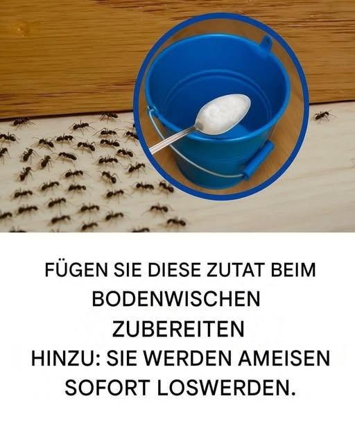 Ameisen im Haus? Versuchen Sie, Ihre Böden so zu reinigen.