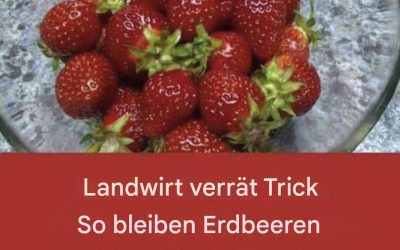 So bleiben Erdbeeren länger frisch