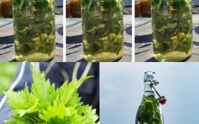 Brennnessel in ALKOHOL ist stärker als jedes Medikament, pflegte mein Großvater zu sagen: Merke dir dieses Rezept fürs Leben!