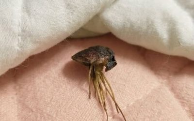Am Abend kam ich müde nach Hause und einfach nur Eines Nachts bemerkte ich etwas Merkwürdiges auf meinem Bett – und für einen Moment glaubte ich, meinen Augen nicht trauen zu können. Zuerst sah es aus wie eine kleine Kreatur mit langen, dünnen Beinen. Im schwachen Licht meines Schlafzimmers wirkte die seltsame Form so ungewöhnlich, dass ich sofort stehen blieb. Je länger ich hinsah, desto mehr Fragen schossen mir durch den Kopf. Wie war es dorthin gekommen? Bewegte es sich? Und vor allem: Was genau war es überhaupt?