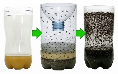 Selbstgemachte Mückenfalle – das einzige natürliche Mittel, das sie alle beseitigt (Vollständiges Rezept)