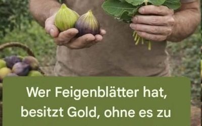 Feigenblätter: Die traditionelle Verwendung, die die moderne Wissenschaft mit zunehmendem Interesse analysiert