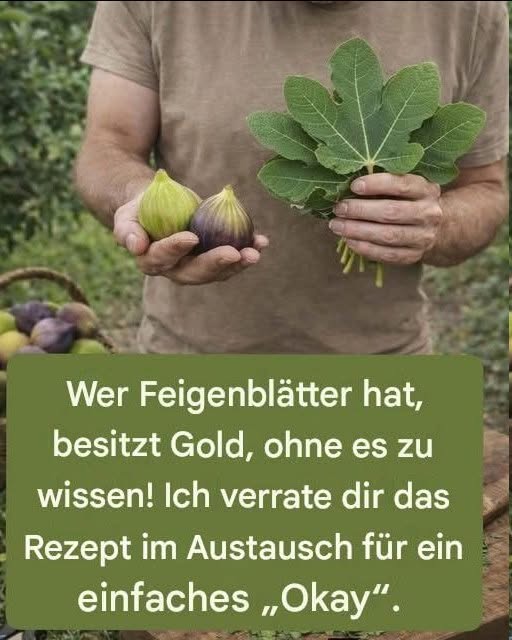 Feigenblätter: Die traditionelle Verwendung, die die moderne Wissenschaft mit zunehmendem Interesse analysiert