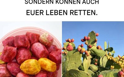 Die wunderbaren therapeutischen Eigenschaften der Kaktusfeigen