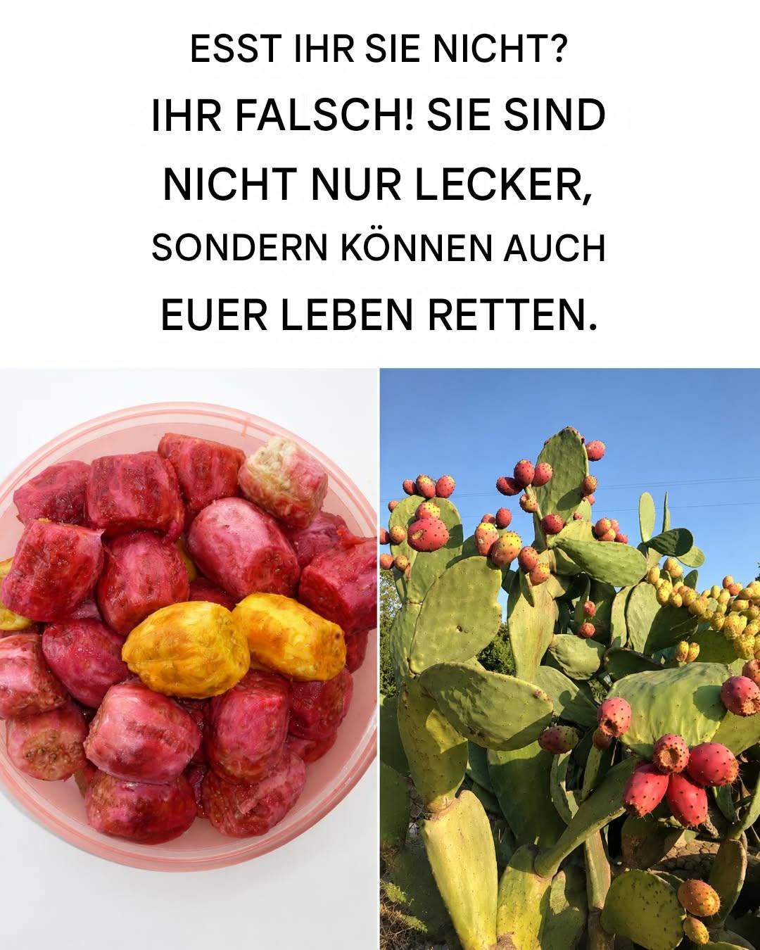 Die wunderbaren therapeutischen Eigenschaften der Kaktusfeigen